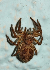 Plexippus petersi