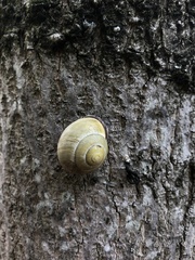 Cepaea nemoralis
