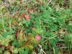 Geranium lucidum