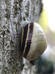 Cepaea nemoralis