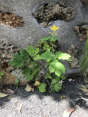 Chelidonium majus