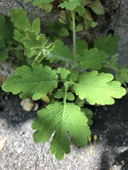 Chelidonium majus
