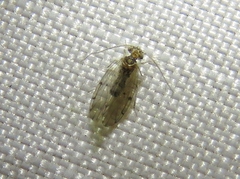 Ectopsocus californicus