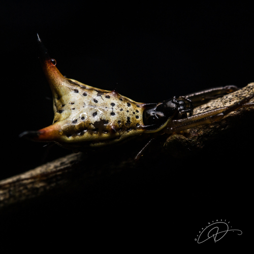 Micrathena sanctispiritus
