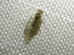 Ectopsocus californicus