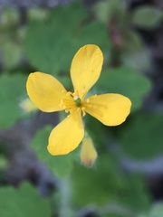Chelidonium majus