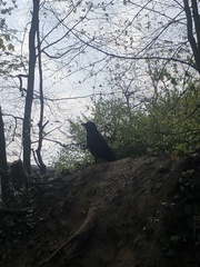 Corvus corone