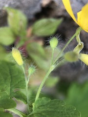 Chelidonium majus