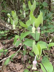 Clematis ochroleuca