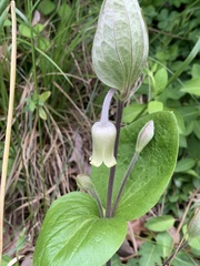Clematis ochroleuca