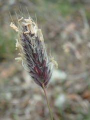 Alopecurus myosuroides