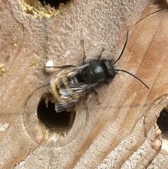 Osmia bicornis