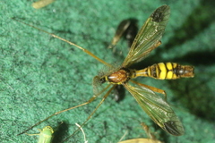 Ctenophora ornata