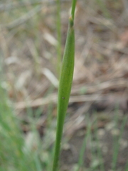 Alopecurus myosuroides