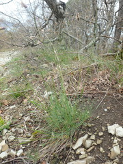 Alopecurus myosuroides