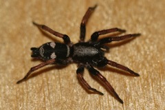 Sergiolus columbianus