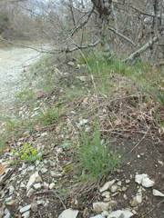 Alopecurus myosuroides