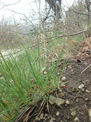 Alopecurus myosuroides