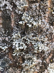 Physcia adscendens