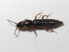 Lathrobium brunnipes