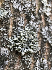 Physcia adscendens