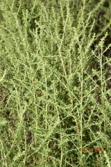Artemisia herba-alba