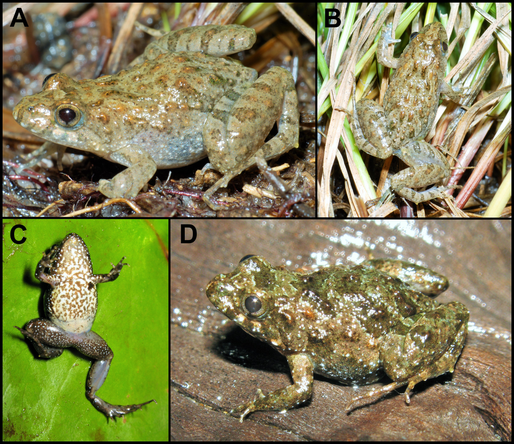 Pseudopaludicola restinga