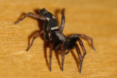 Sergiolus columbianus