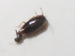 Habrocerus capillaricornis