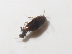 Habrocerus capillaricornis