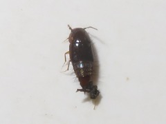 Habrocerus capillaricornis