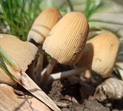 Fungi