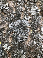 Phaeophyscia orbicularis