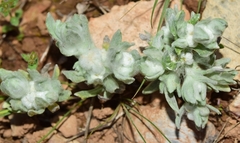 Bombycilaena discolor