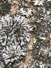 Phaeophyscia orbicularis