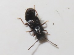 Anotylus rugosus