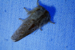 Pseudanapaea denotata