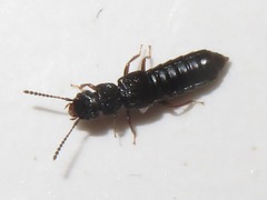 Anotylus rugosus