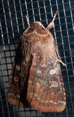 Cerastis tenebrifera