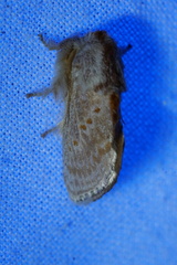 Pseudanapaea denotata