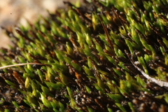 Eccremidium pulchellum