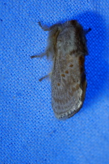 Pseudanapaea denotata