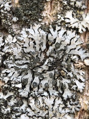 Phaeophyscia orbicularis