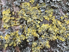 Xanthoria parietina