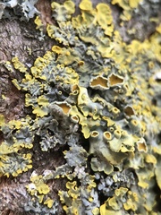 Xanthoria parietina