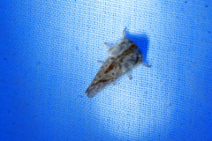 Pseudanapaea denotata