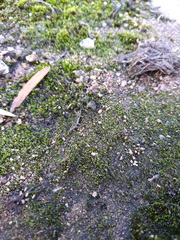 Eccremidium pulchellum