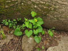 Viola eriocarpa
