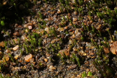 Eccremidium pulchellum