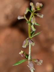 Galium murale